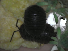 Armadillidium pallasii