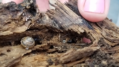 Gastrodontidae