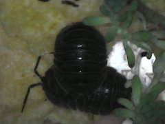 Armadillidium pallasii