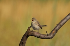 Curruca mystacea