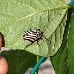 Leptinotarsa undecimlineata undecimlineata