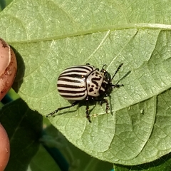 Leptinotarsa undecimlineata undecimlineata