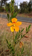 Petalostylis labicheoides