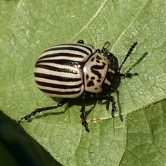 Leptinotarsa undecimlineata undecimlineata