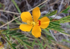 Petalostylis labicheoides
