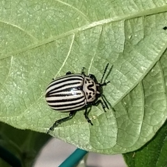 Leptinotarsa undecimlineata undecimlineata