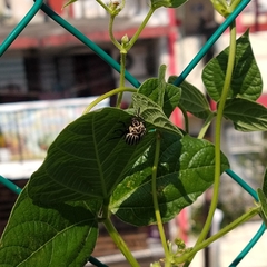 Leptinotarsa undecimlineata undecimlineata