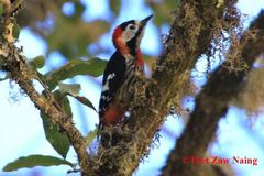 Dryobates cathpharius