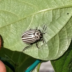 Leptinotarsa undecimlineata undecimlineata