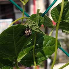 Leptinotarsa undecimlineata undecimlineata