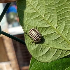 Leptinotarsa undecimlineata undecimlineata