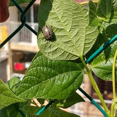 Leptinotarsa undecimlineata undecimlineata