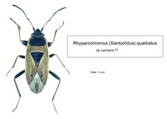 Xanthochilus quadratus