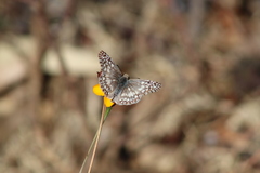 Dyssodia tagetiflora