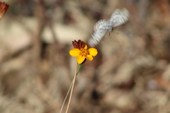 Dyssodia tagetiflora