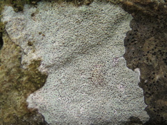 Bagliettoa calciseda