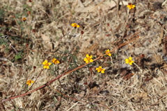 Dyssodia tagetiflora