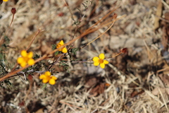 Dyssodia tagetiflora