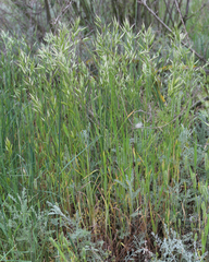 Bromus commutatus