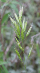 Bromus commutatus
