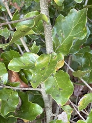 Quercus chapmanii