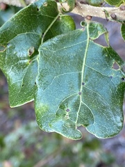 Quercus chapmanii