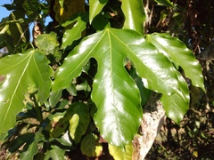 Fatsia japonica