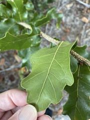 Quercus chapmanii