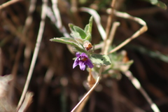 Dyschoriste hirsutissima