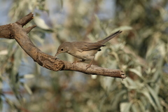 Curruca mystacea