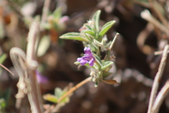 Dyschoriste hirsutissima