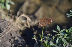 Junonia pacoma