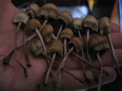 Panaeolopsis