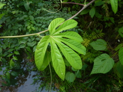 Passiflora serratodigitata