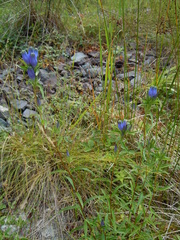 Gentiana linearis
