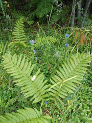 Gentiana linearis