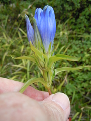 Gentiana linearis
