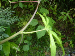 Passiflora serratodigitata