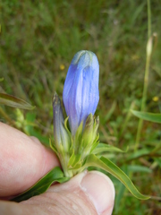 Gentiana linearis