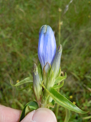 Gentiana linearis