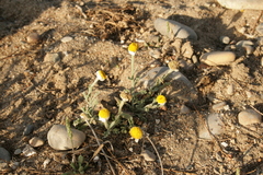 Anthemis tomentosa