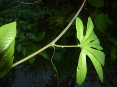 Passiflora serratodigitata