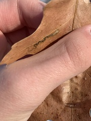 Stigmella quercipulchella