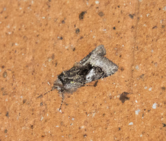 Behrensia conchiformis