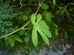 Passiflora serratodigitata
