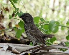 Camarhynchus psittacula