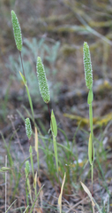 Phleum paniculatum