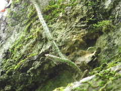 Selenicereus spinulosus