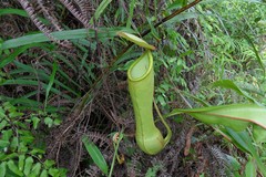Nepenthes distillatoria