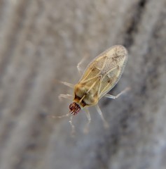 Monosteira unicostata